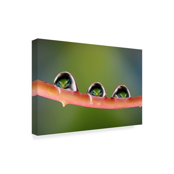 Jimmy Hoffman 'Treefrogs' Canvas Art,22x32